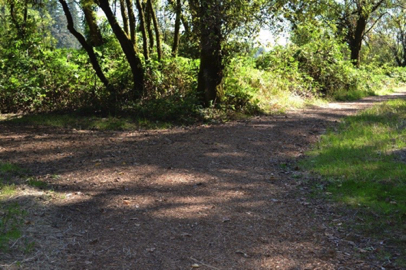 Example of natural surface trail to the Willamette River